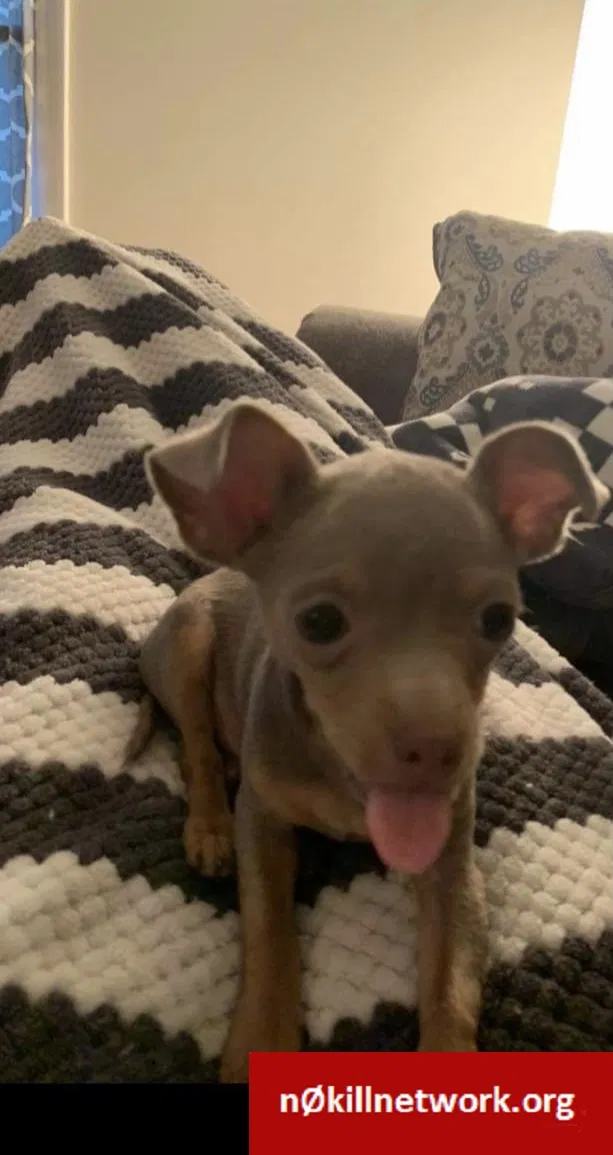 Lost dog in Topeka, KS, 66614