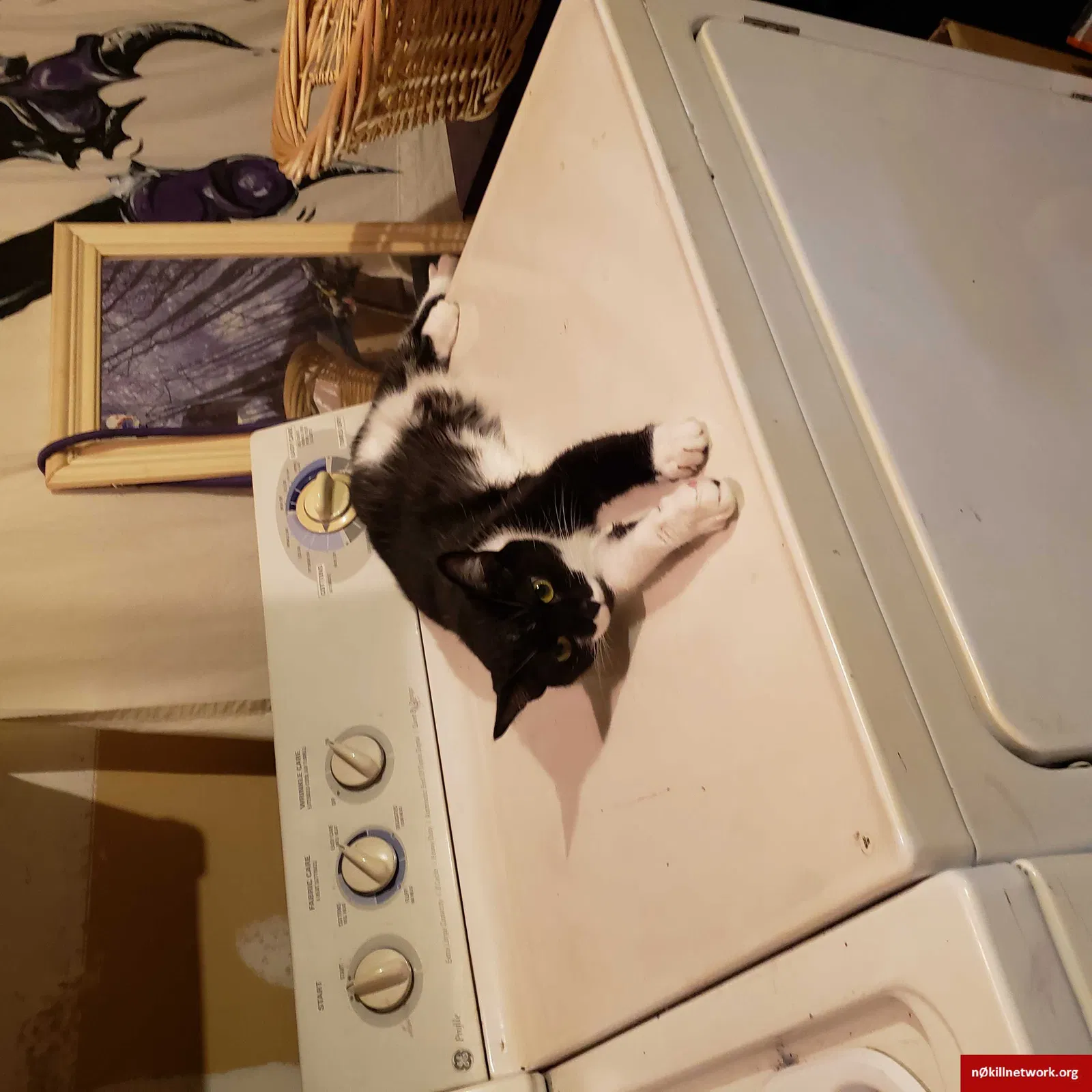 Lost cat in Charlotte, NC, 28214