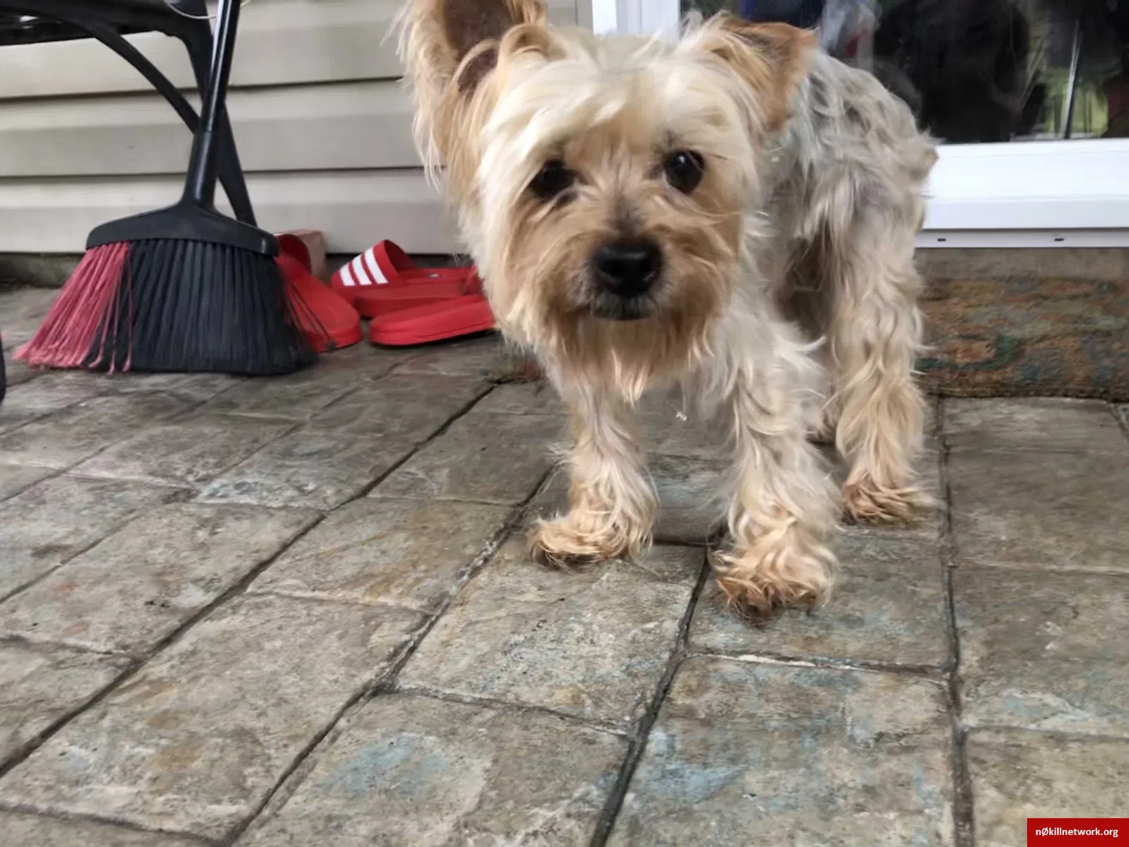 Lost dog in Lexington, SC, 29072