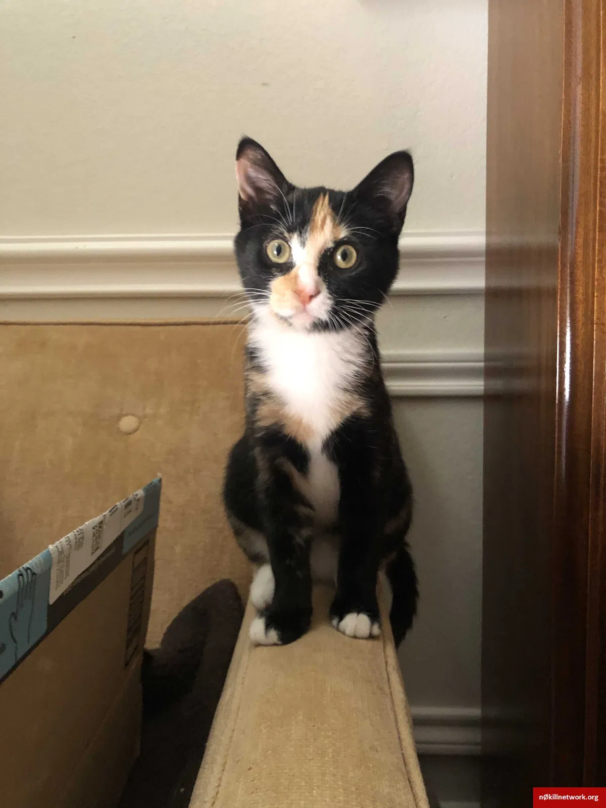 Lost cat in Hewitt, TX, 76643