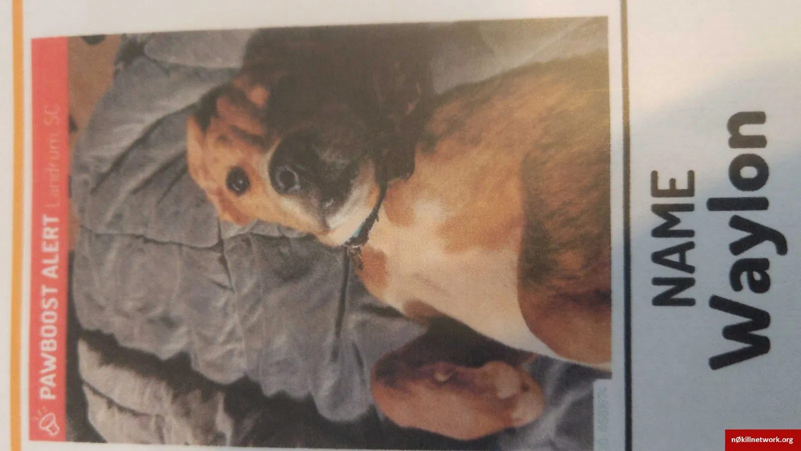 Lost dog in Landrum, SC, 29356