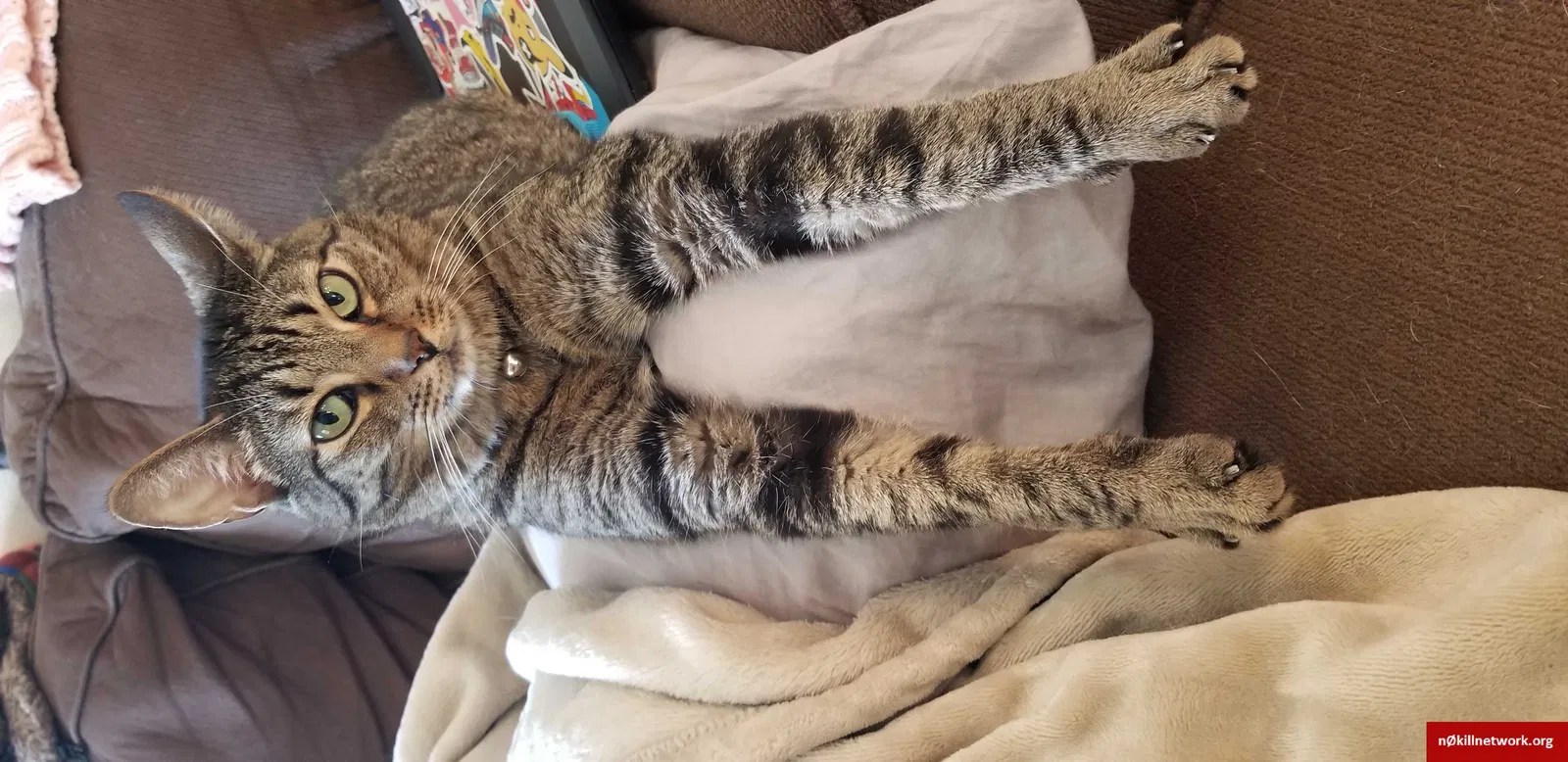 Lost cat in El Paso, TX, 79932