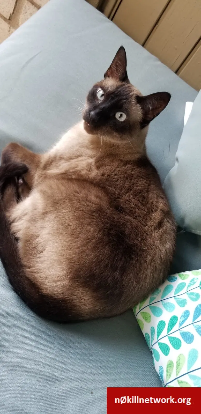Lost cat in Austin, TX, 78704