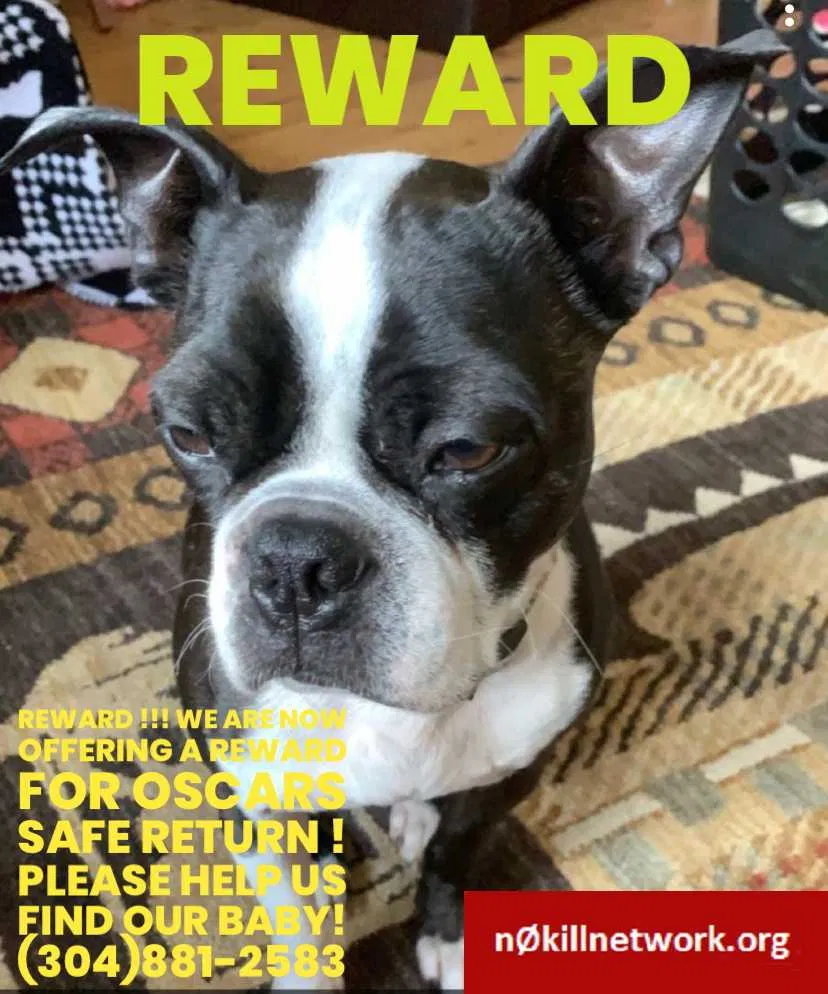 Lost dog in Sod, WV, 25564
