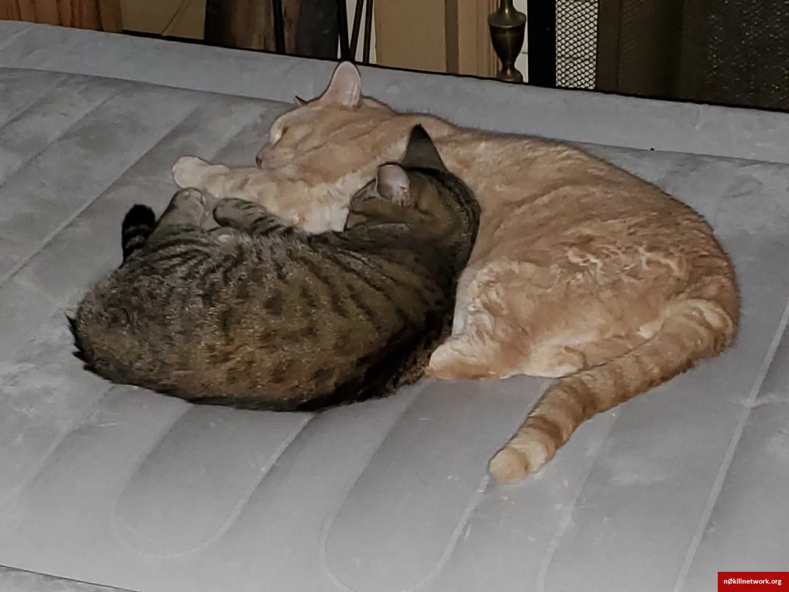 Lost cat in Pittsburgh, PA, 15205