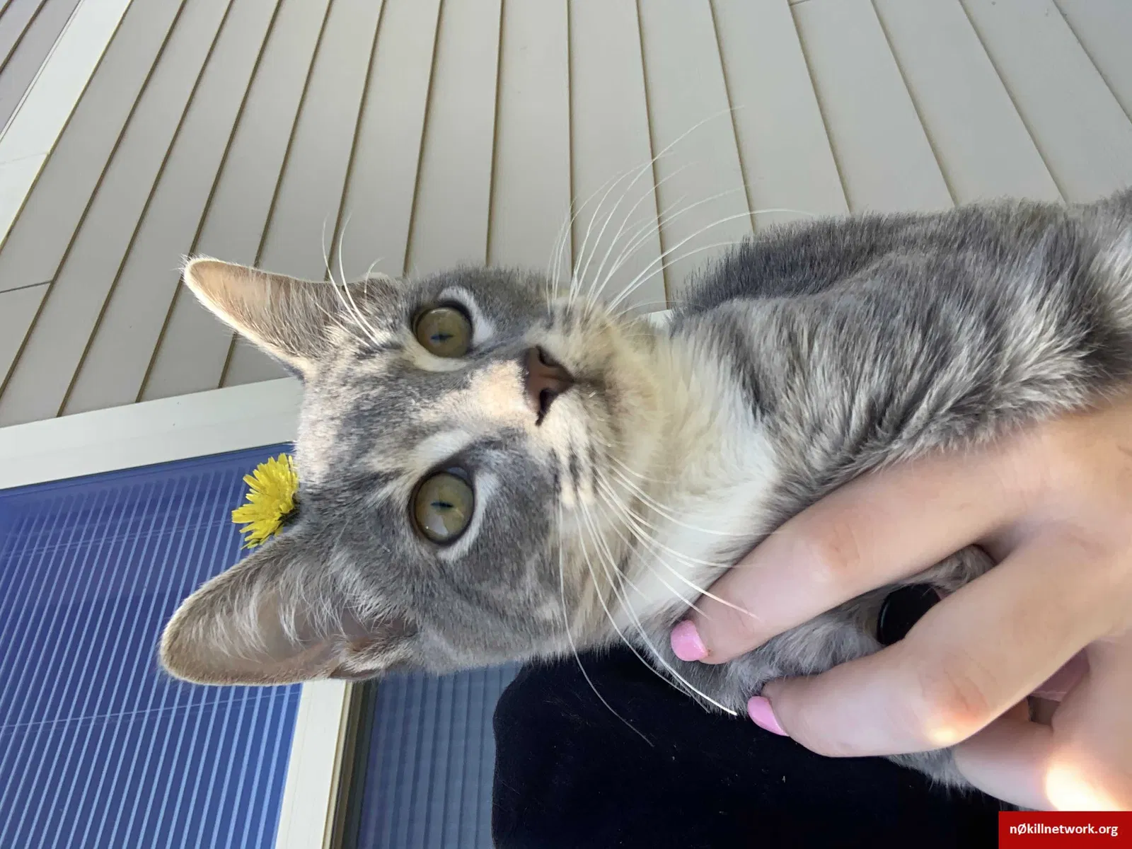 Lost cat in Waco, TX, 76705