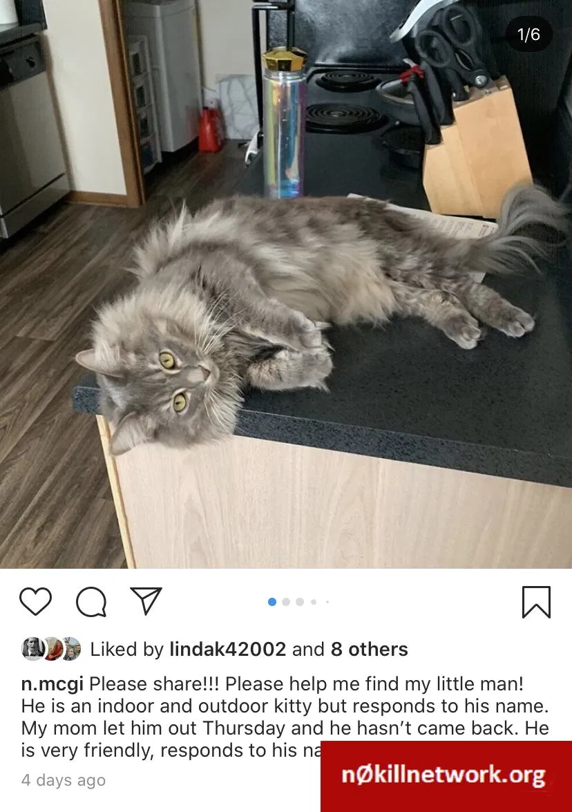 Lost cat in Columbus, OH, 43235