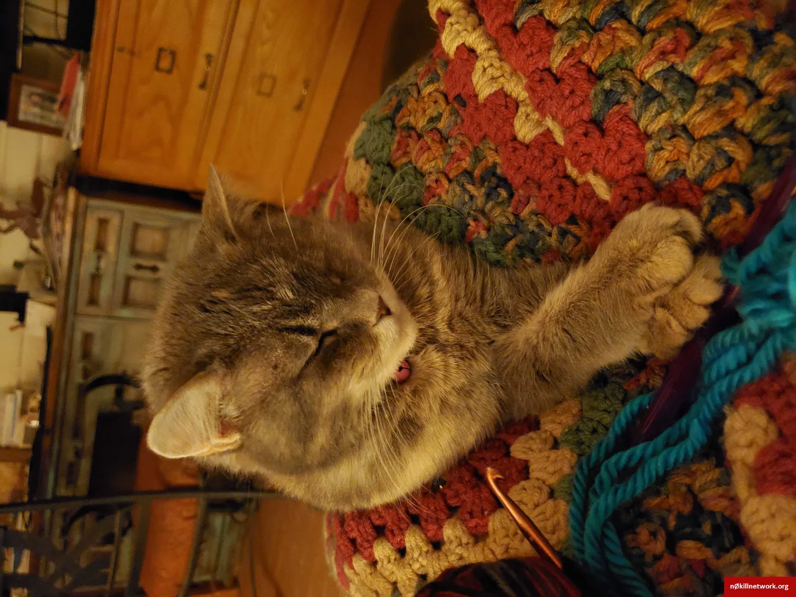 Lost cat in Rio Rancho, NM, 87144