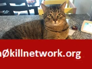 Lost cat in Ortonville, MI, 48462