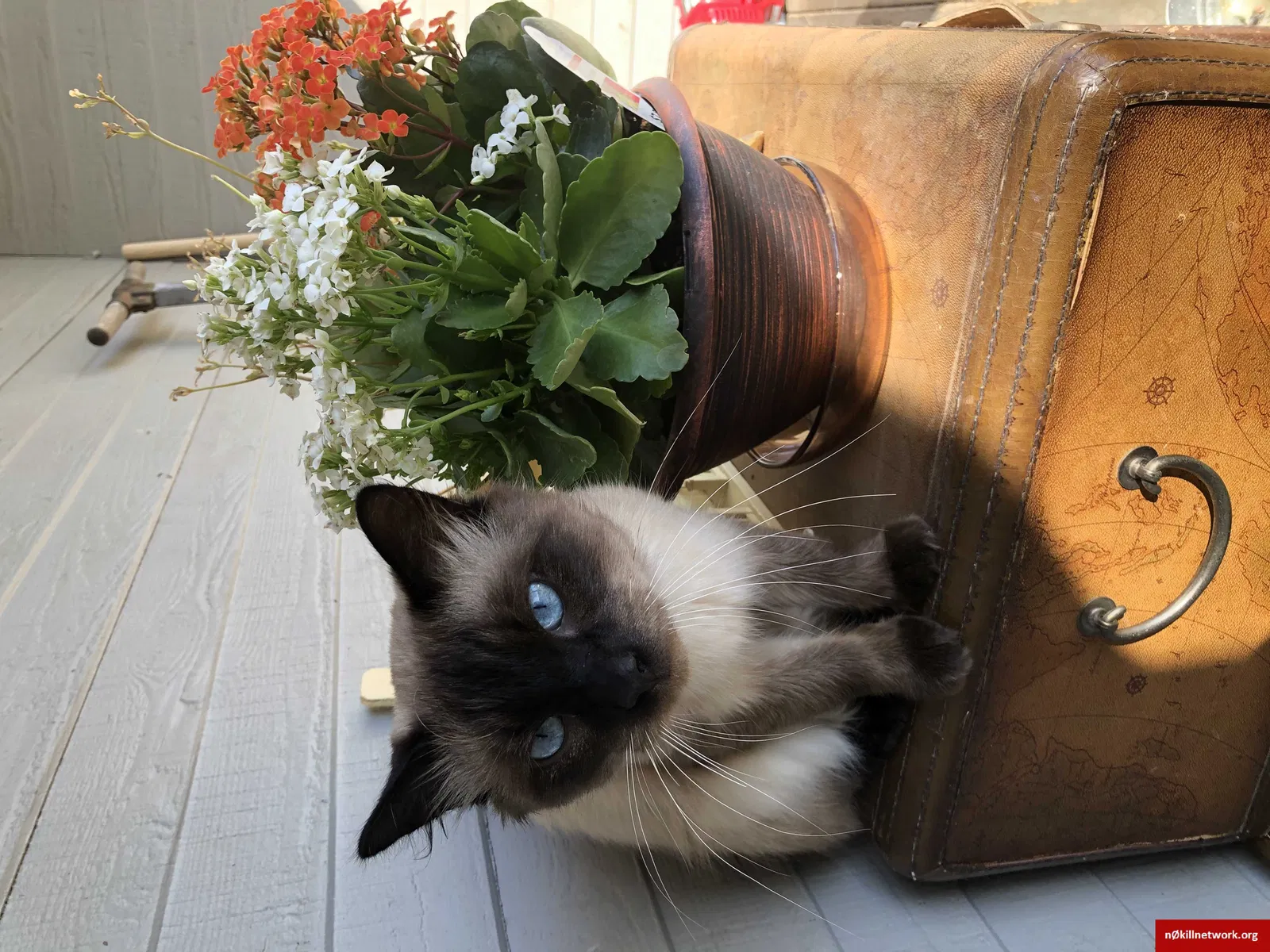 Lost cat in Baxter Springs, KS, 66713