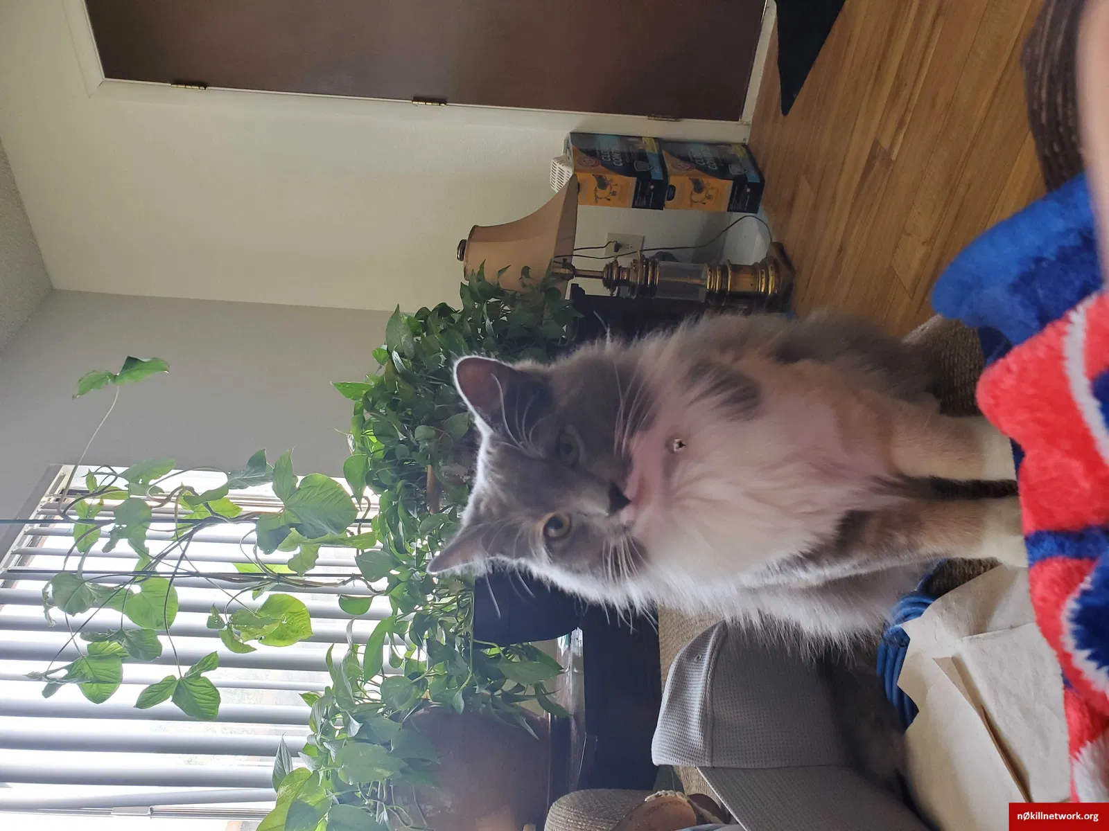 Lost cat in Tucson, AZ, 85730