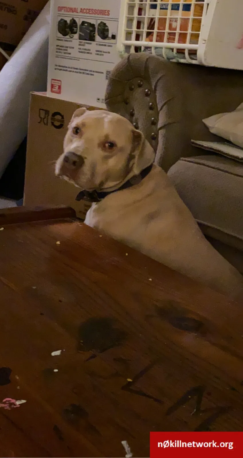 Lost dog in Columbus, OH, 43224