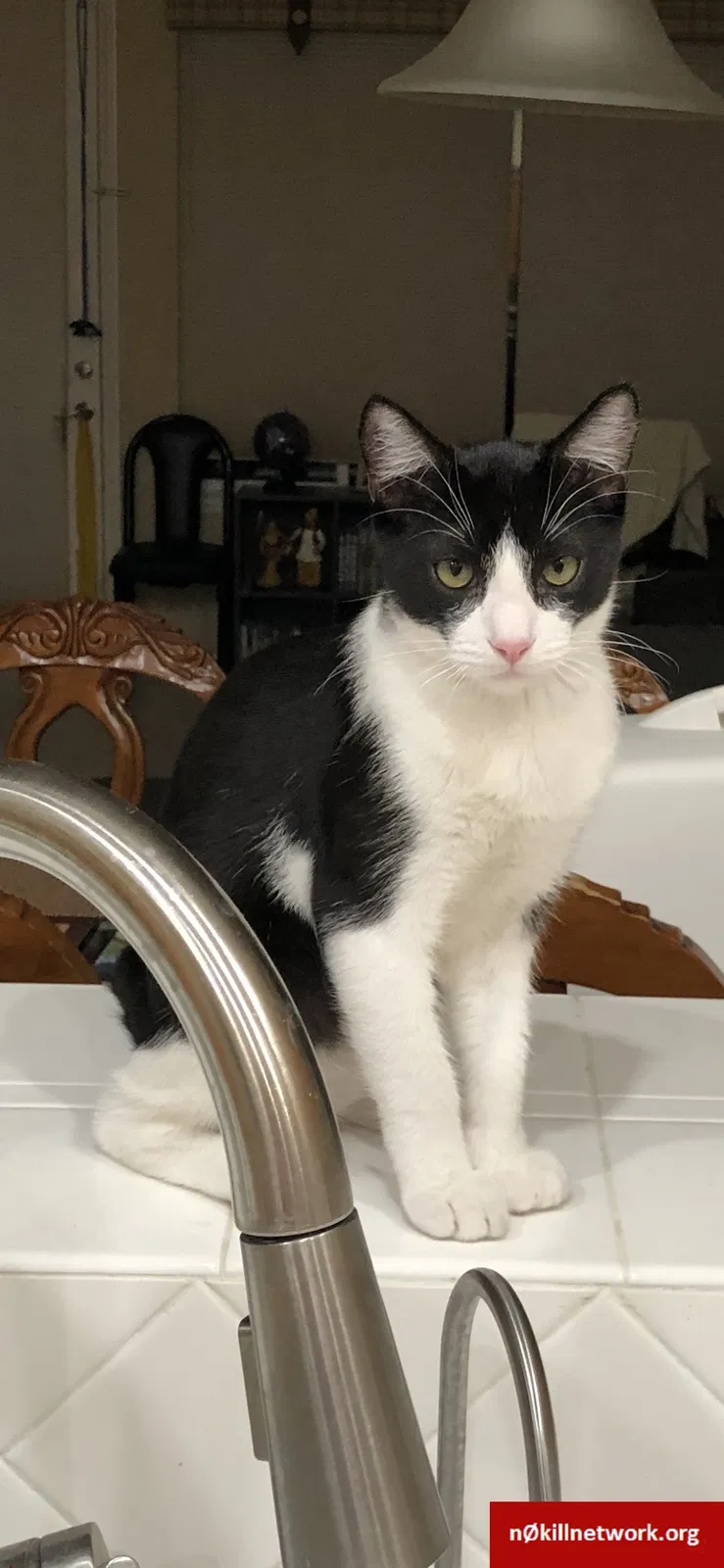 Lost cat in La Habra, CA, 90631