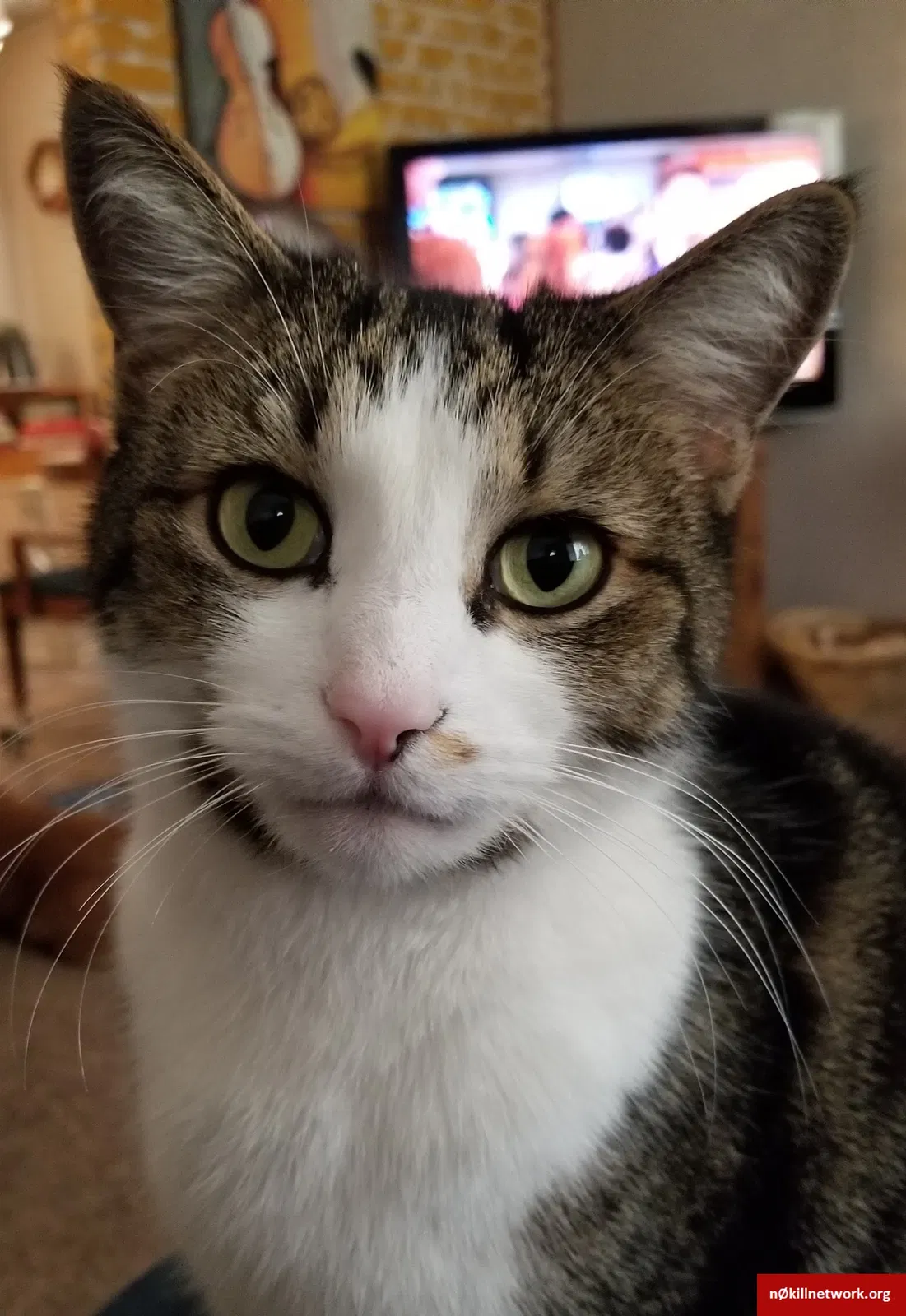 Lost cat in Barberton, OH, 44203