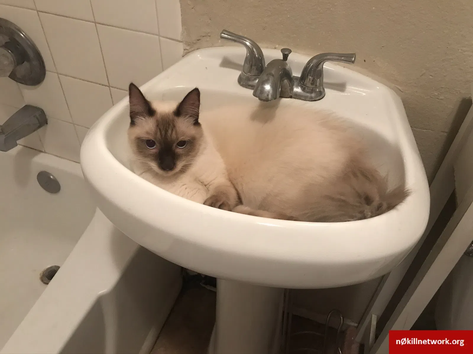 Lost cat in Whittier, CA, 90605
