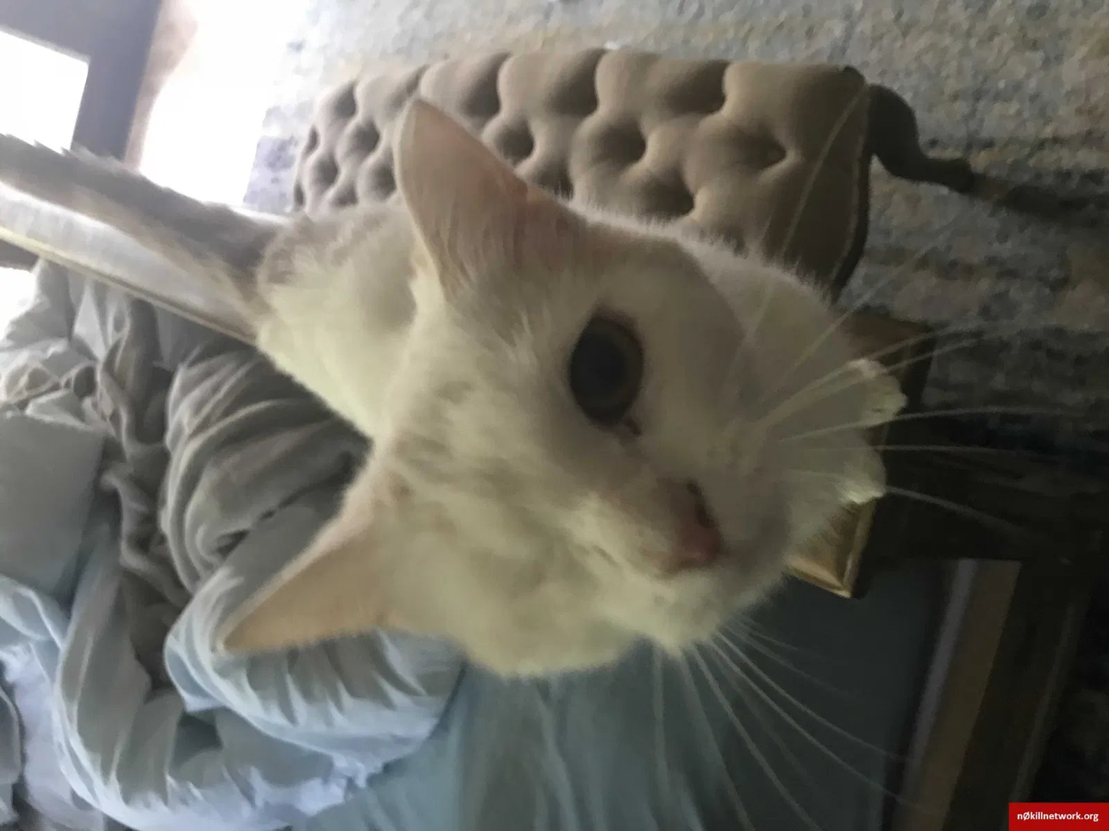 Lost cat in Jacksonville Beach, FL, 32250