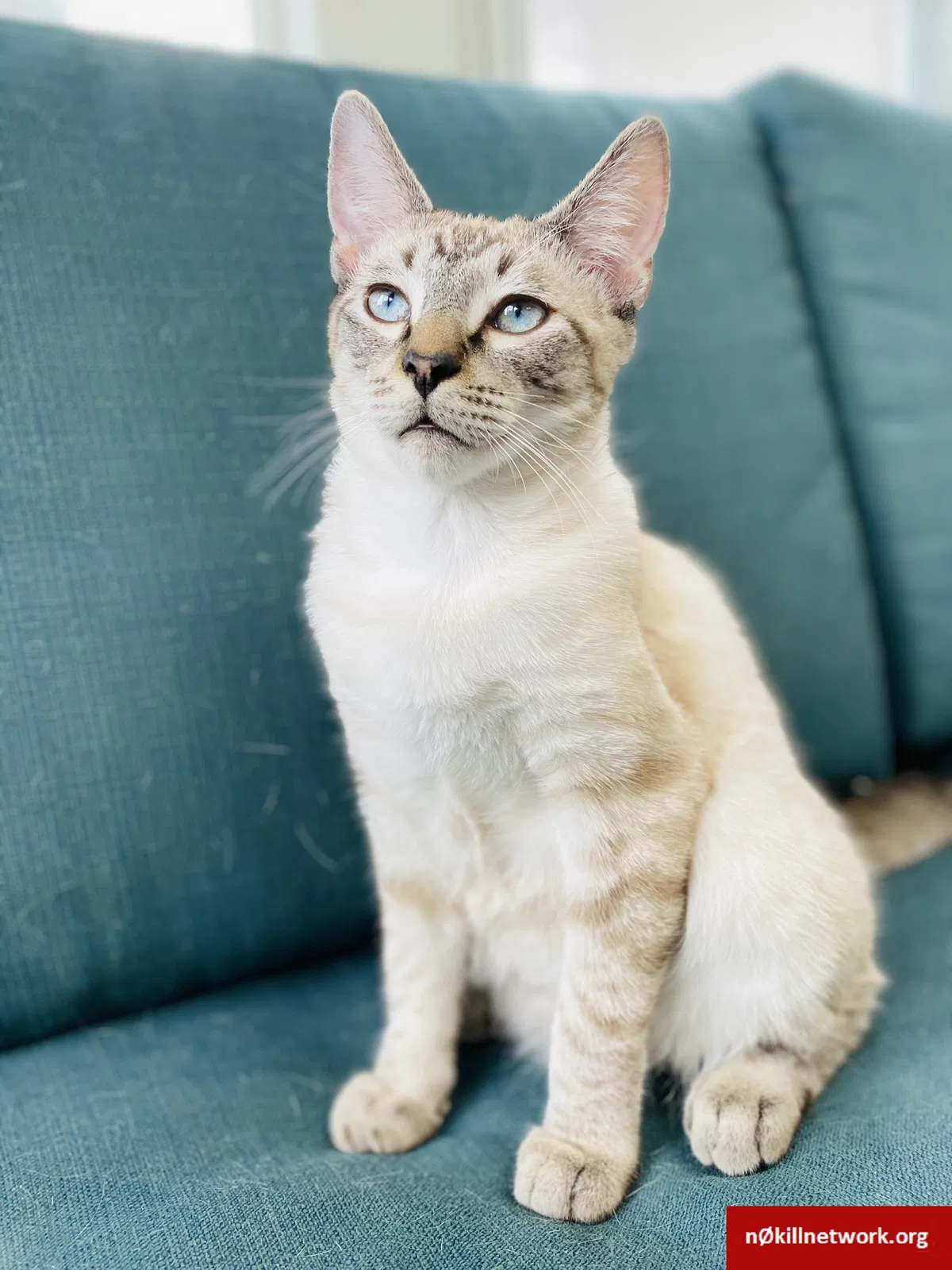 Lost cat in Saint Petersburg, FL, 33713