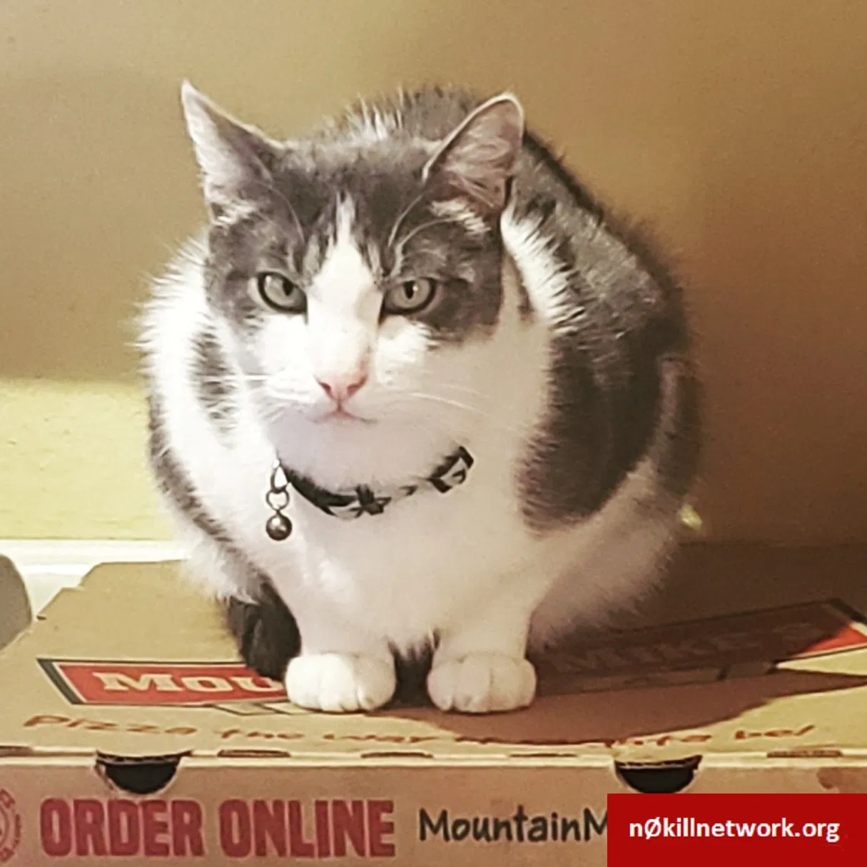 Lost cat in Vallejo, CA, 94591