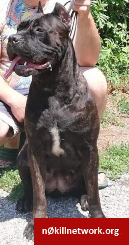 Lost dog in Palmyra, PA, 17078