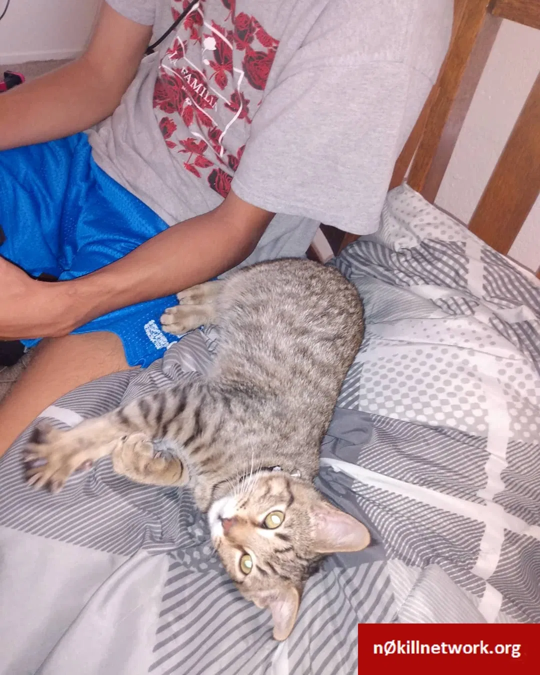 Lost cat in Fresno, CA, 93711