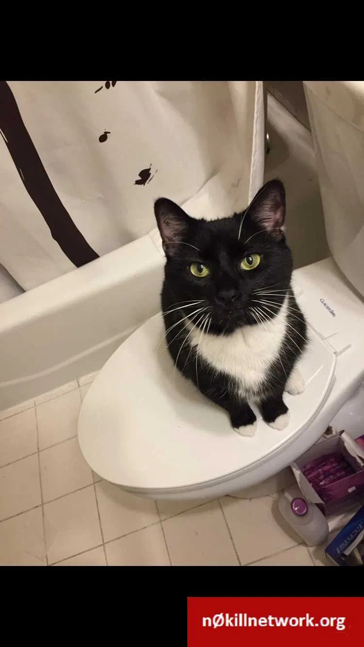Lost cat in West Point, KY, 40177