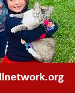 Lost cat in Grand Rapids, MI, 49525