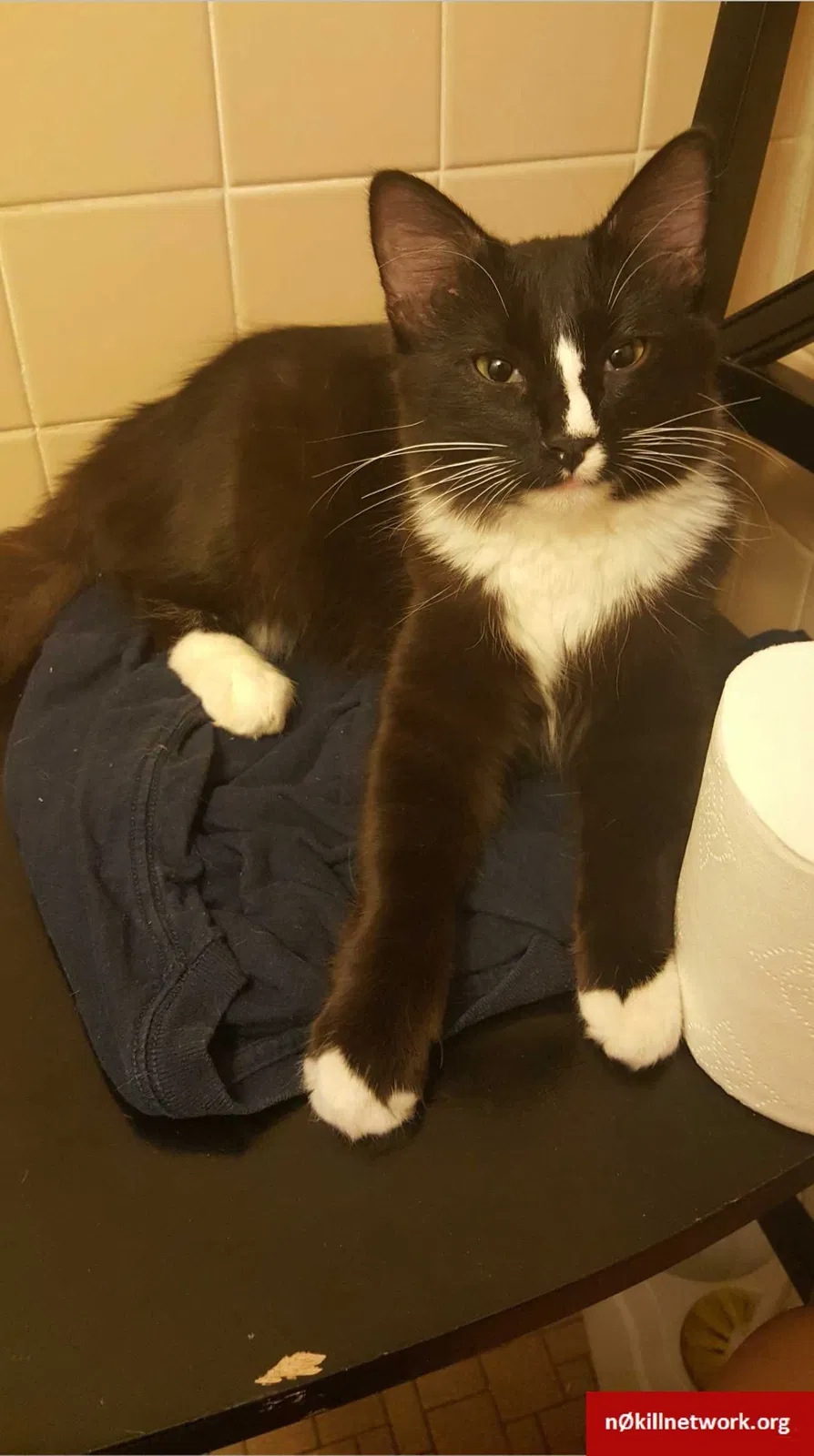 Lost cat in Unknown, TX, 0