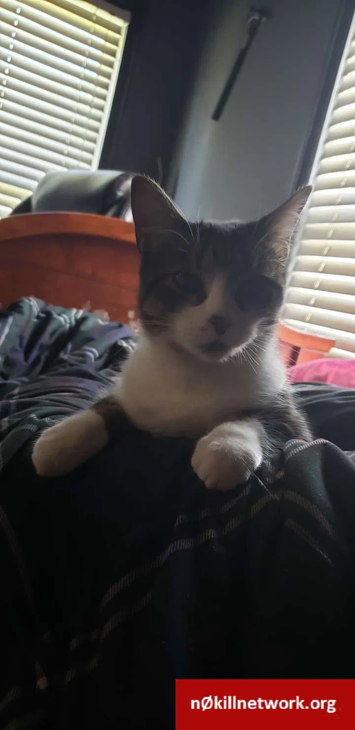 Lost cat in Florence, AL, 35630