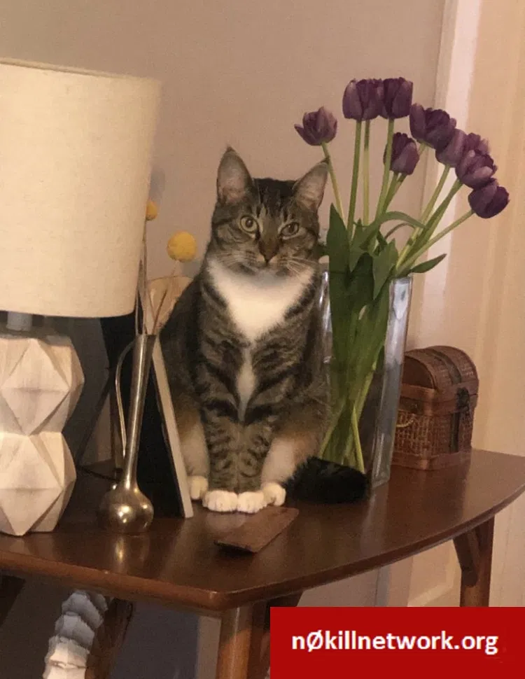 Lost cat in San Francisco, CA, 94112