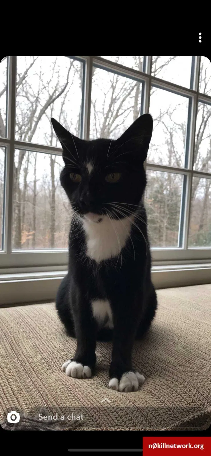 Lost cat in Southbury, CT, 6488