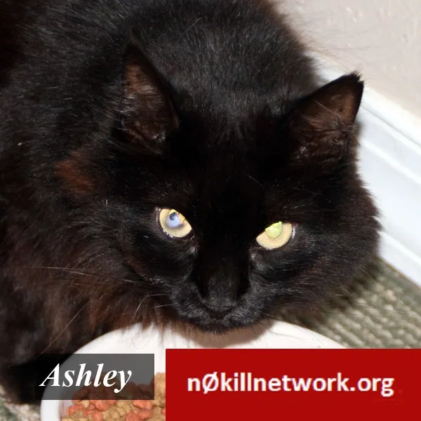 Lost cat in Slidell, LA, 70461