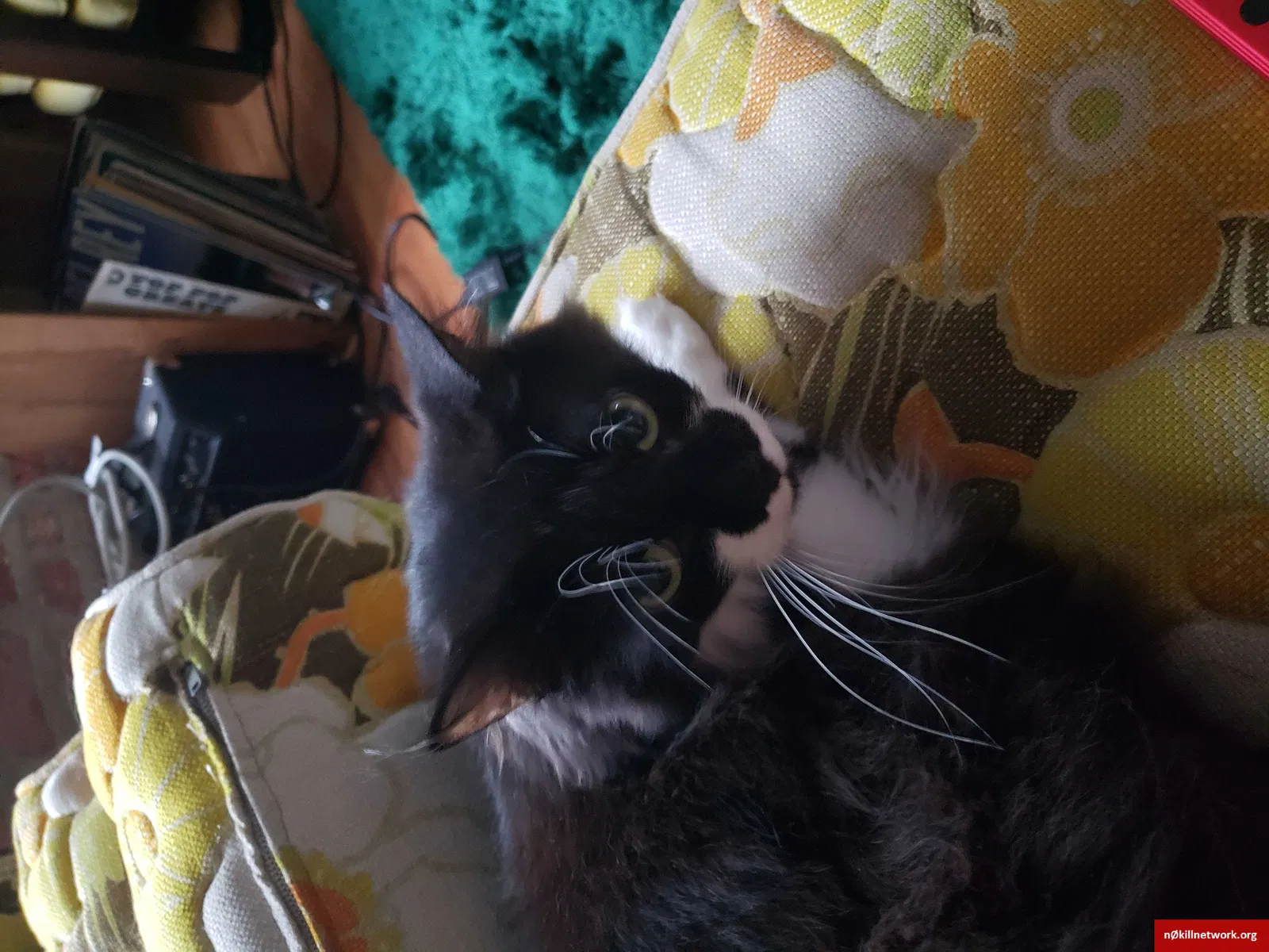 Lost cat in Chicago, IL, 60640