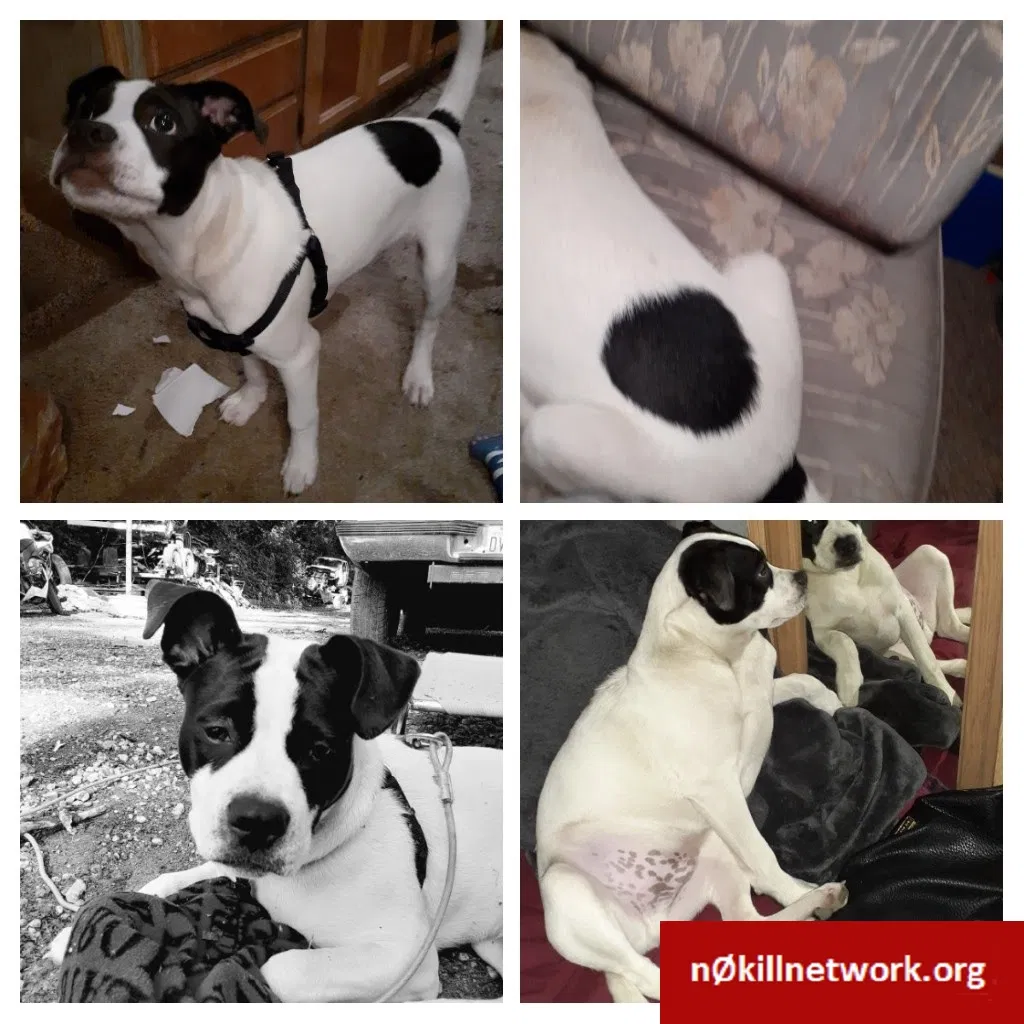Lost dog in Seattle, WA, 98178