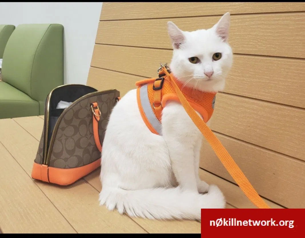 Lost cat in Mableton, GA, 30126