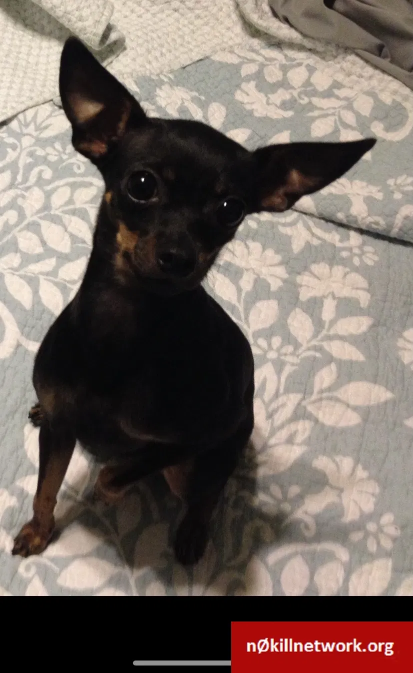 Lost dog in Covington, LA, 70433