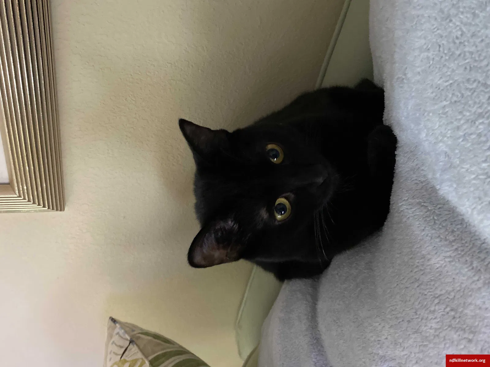 Lost cat in Tallahassee, FL, 32309