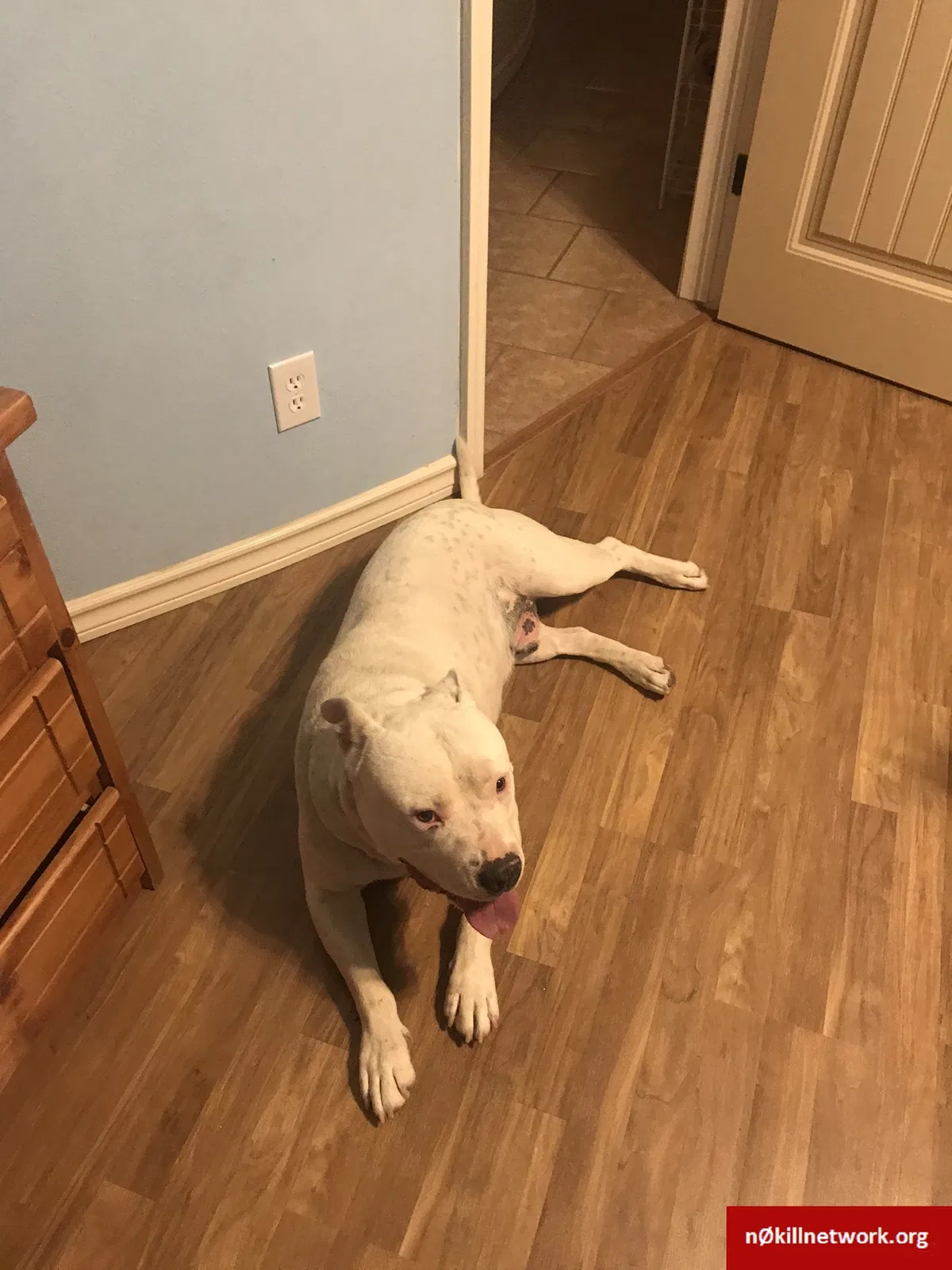 Lost dog in El Paso, TX, 79928