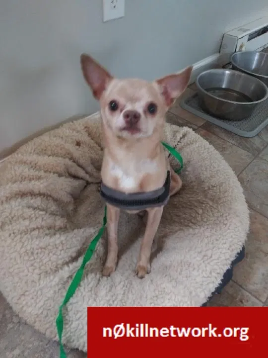 Lost dog in Harrisburg, PA, 17112
