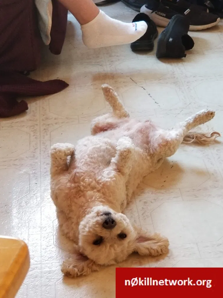 Lost dog in National City, CA, 91950