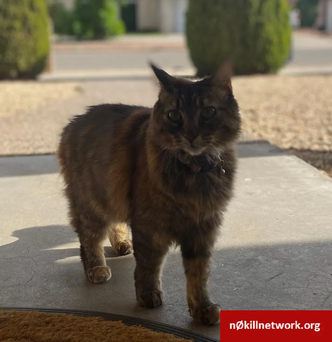 Lost cat in El Paso, TX, 79935