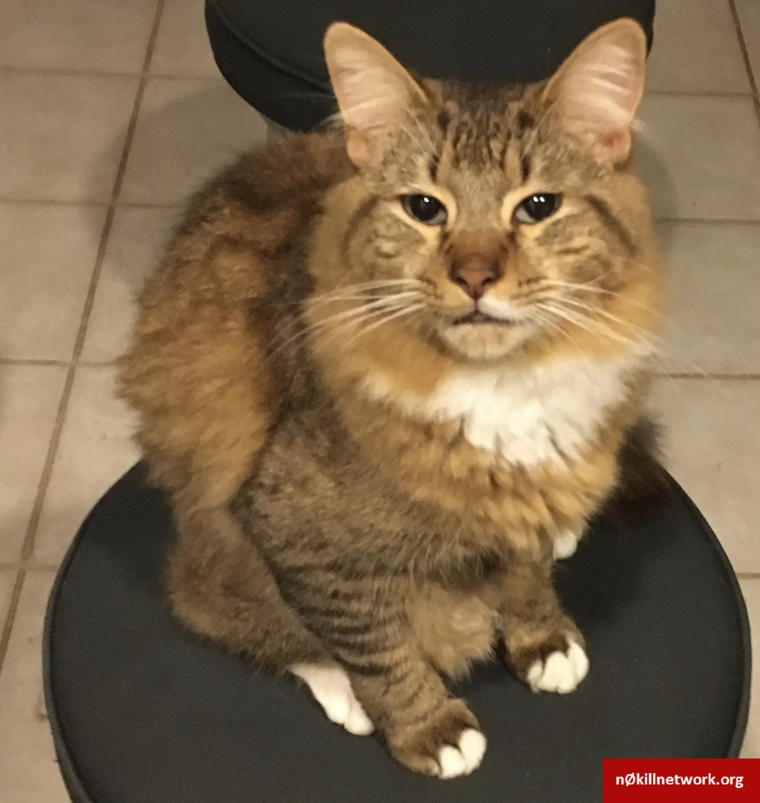 Lost cat in Stamford, CT, 6903