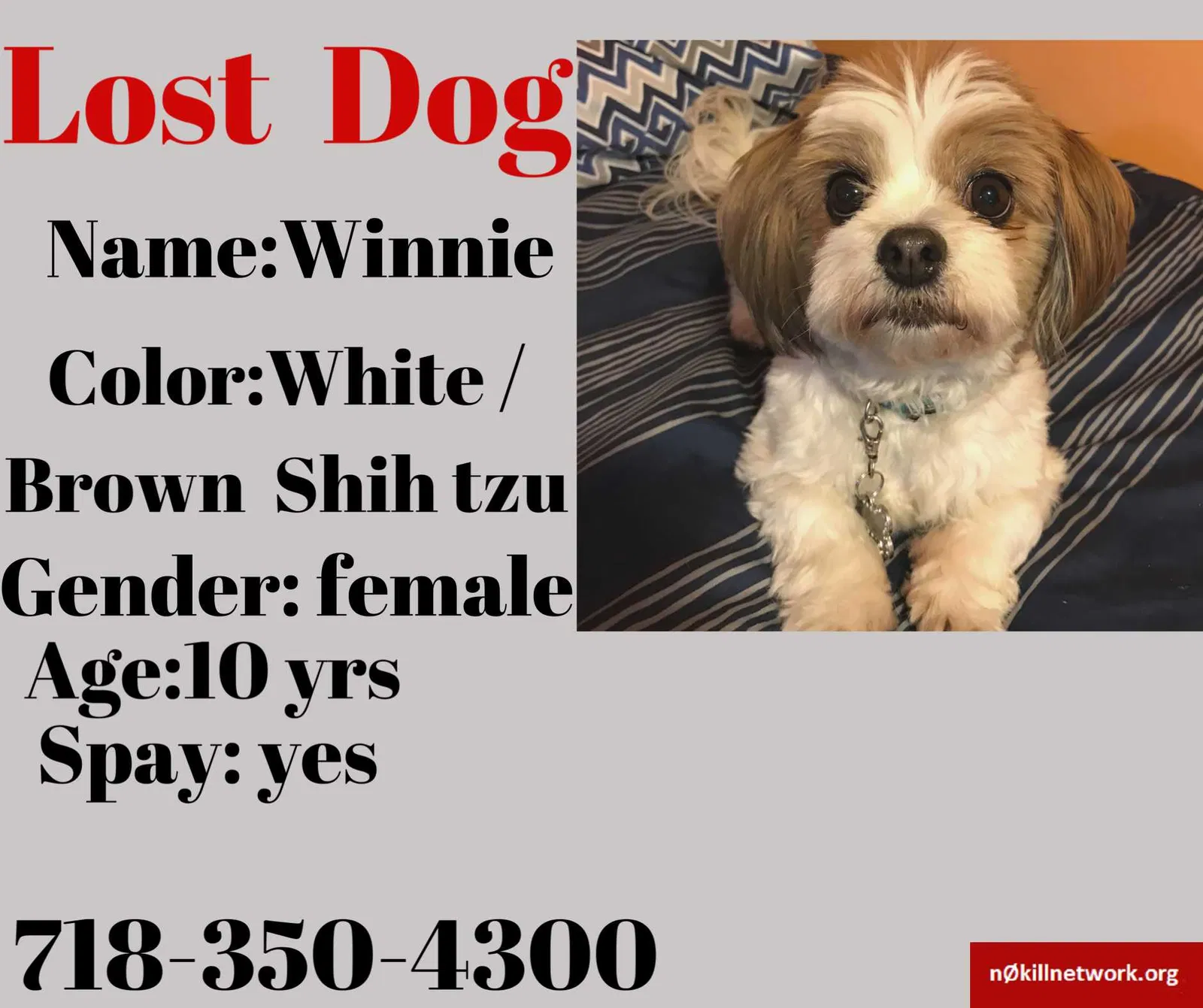 Lost dog in Corona, NY, 11368