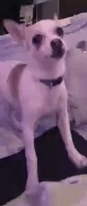 Lost dog in Cheyenne, WY, 82007