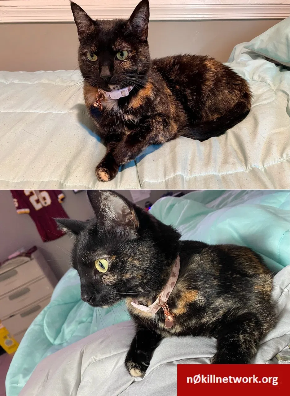 Lost cat in Glen Burnie, MD, 21060