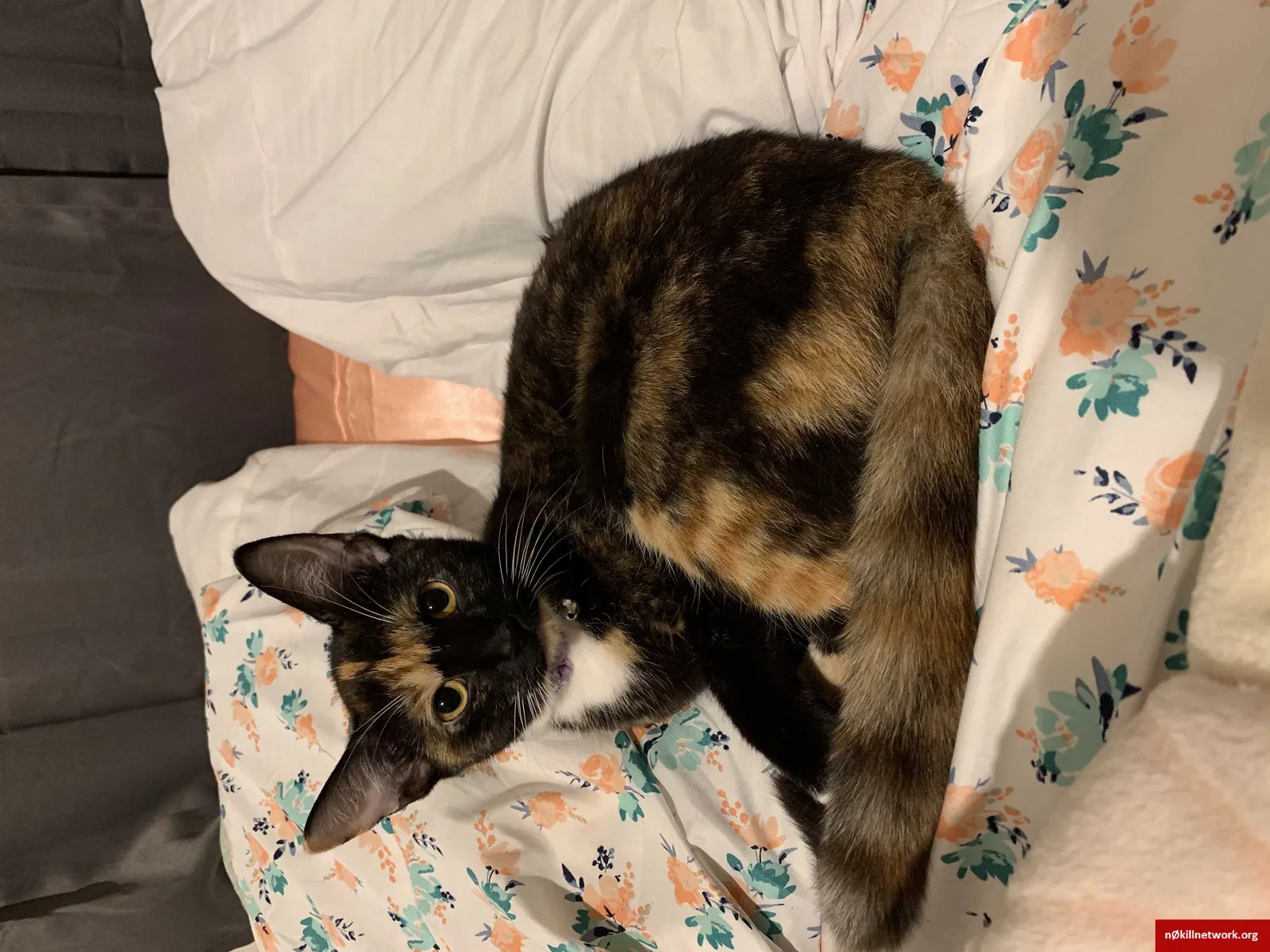 Lost cat in Litchfield, ME, 4350