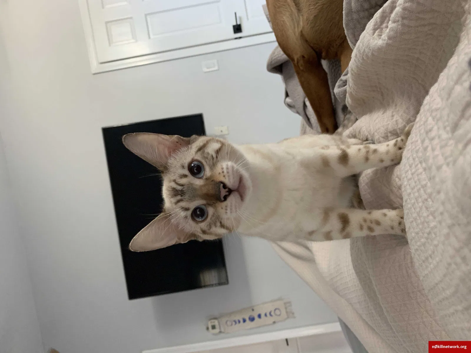 Lost cat in Milford, CT, 6460