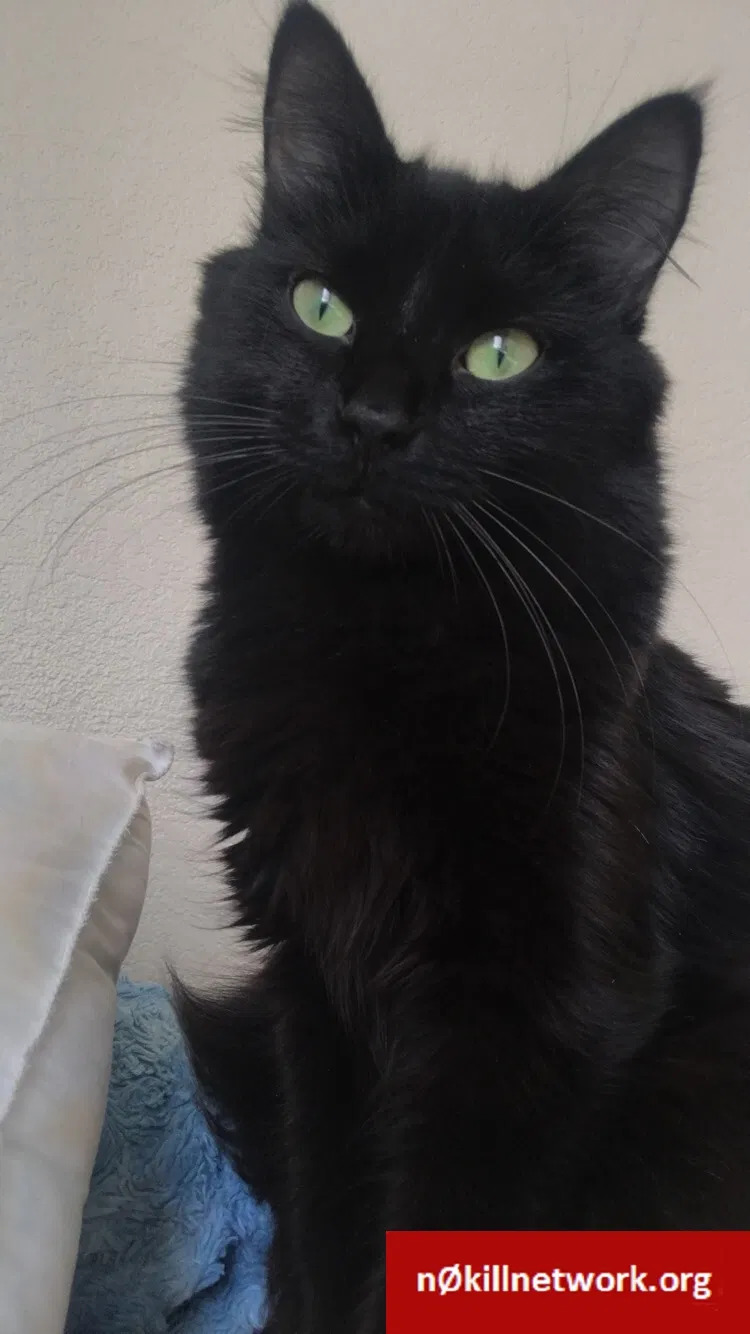 Lost cat in Lubbock, TX, 79413