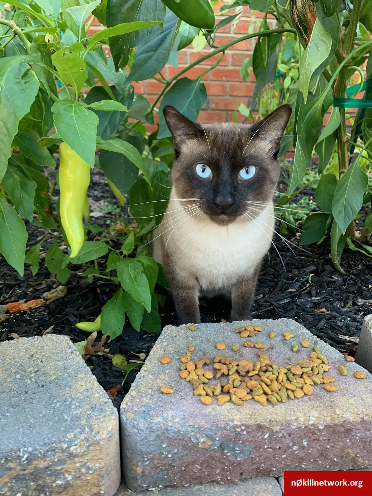 Found cat in South Amboy, NJ, 8879