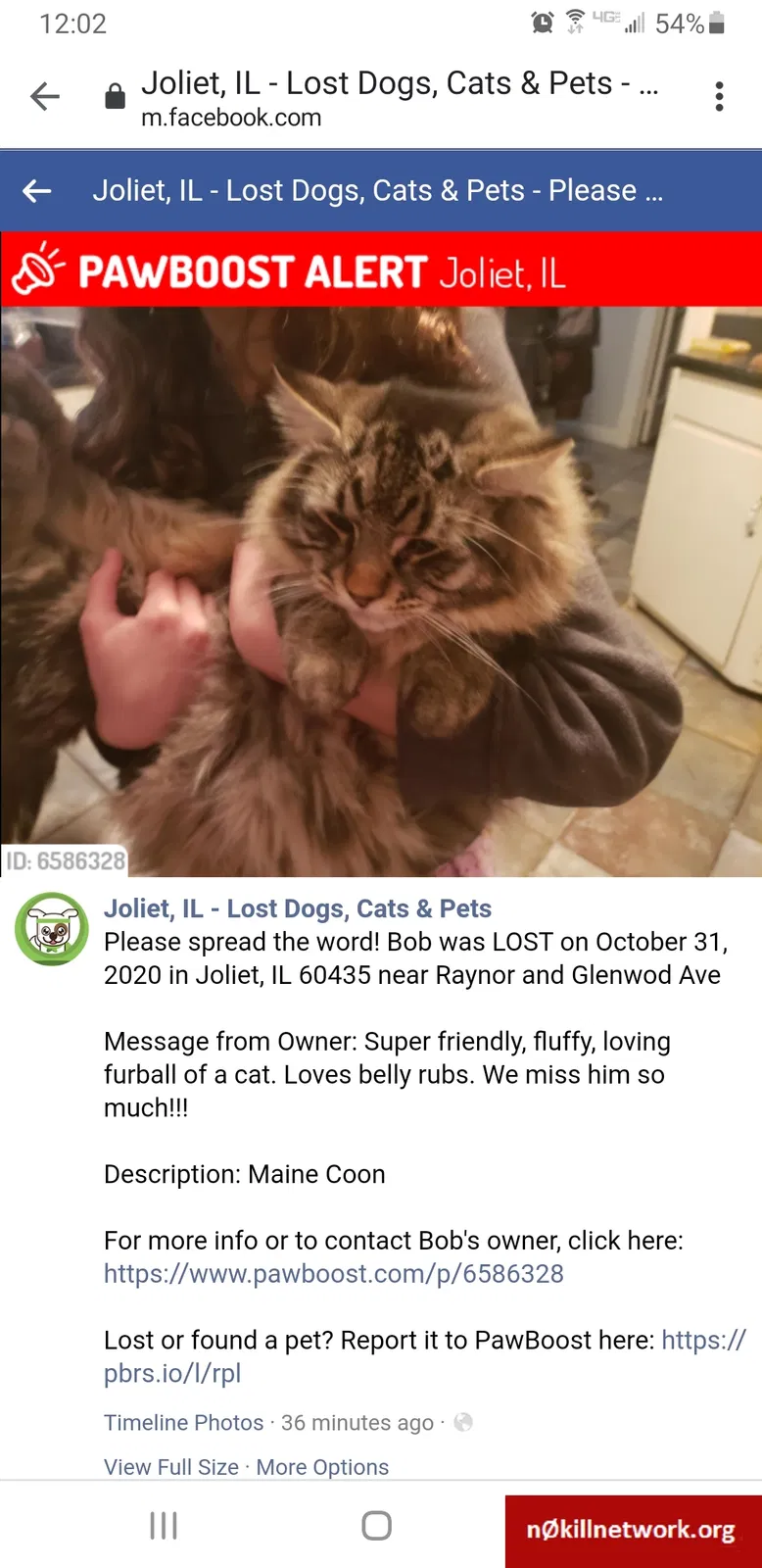 Lost cat in Joliet, IL, 60435