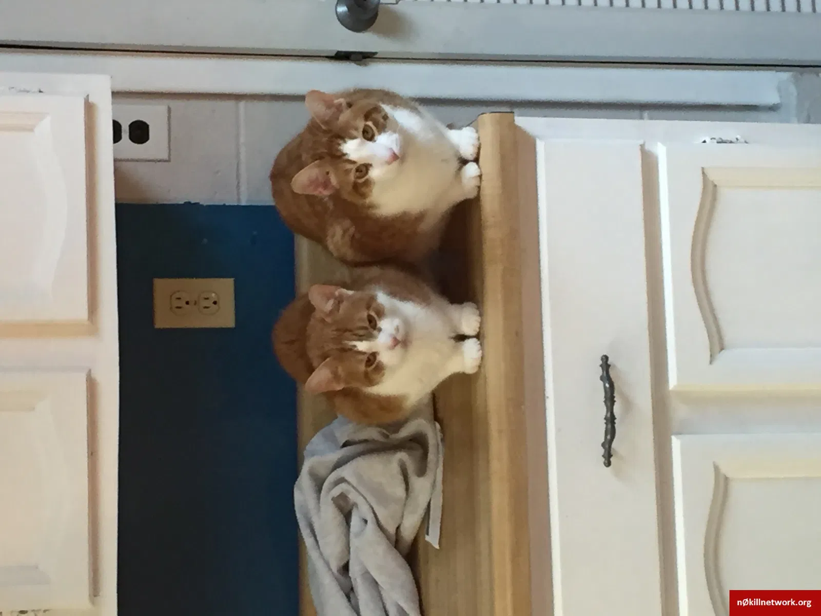 Lost cat in Gibsonia, PA, 15044